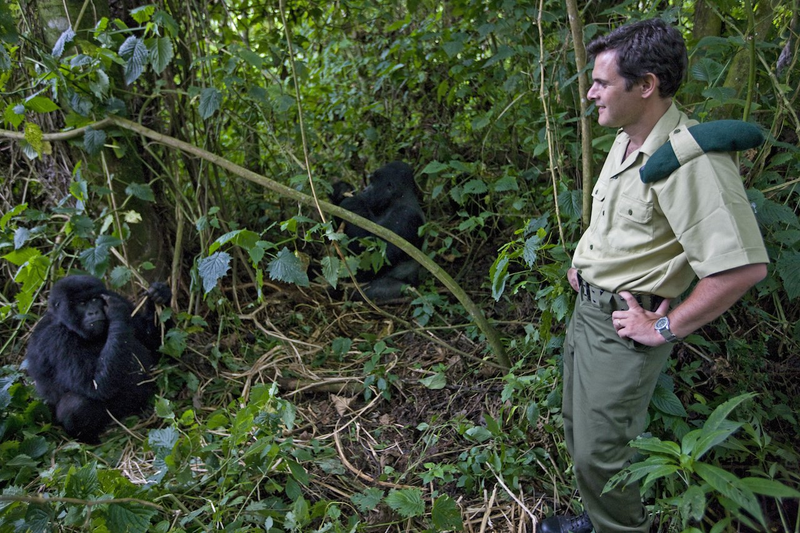 Illustration for article titled Kis híján agyonlőtték a hegyi gorillás nemzeti park főnökét